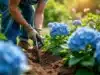 Comment et quand planter un hortensia dans son jardin ?