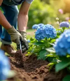 Comment et quand planter un hortensia dans son jardin ?