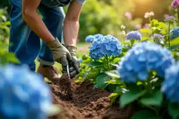 Comment et quand planter un hortensia dans son jardin ?