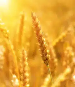 Analyse des prix et tendances du blé tendre : suivez l'évolution du marché des grandes cultures