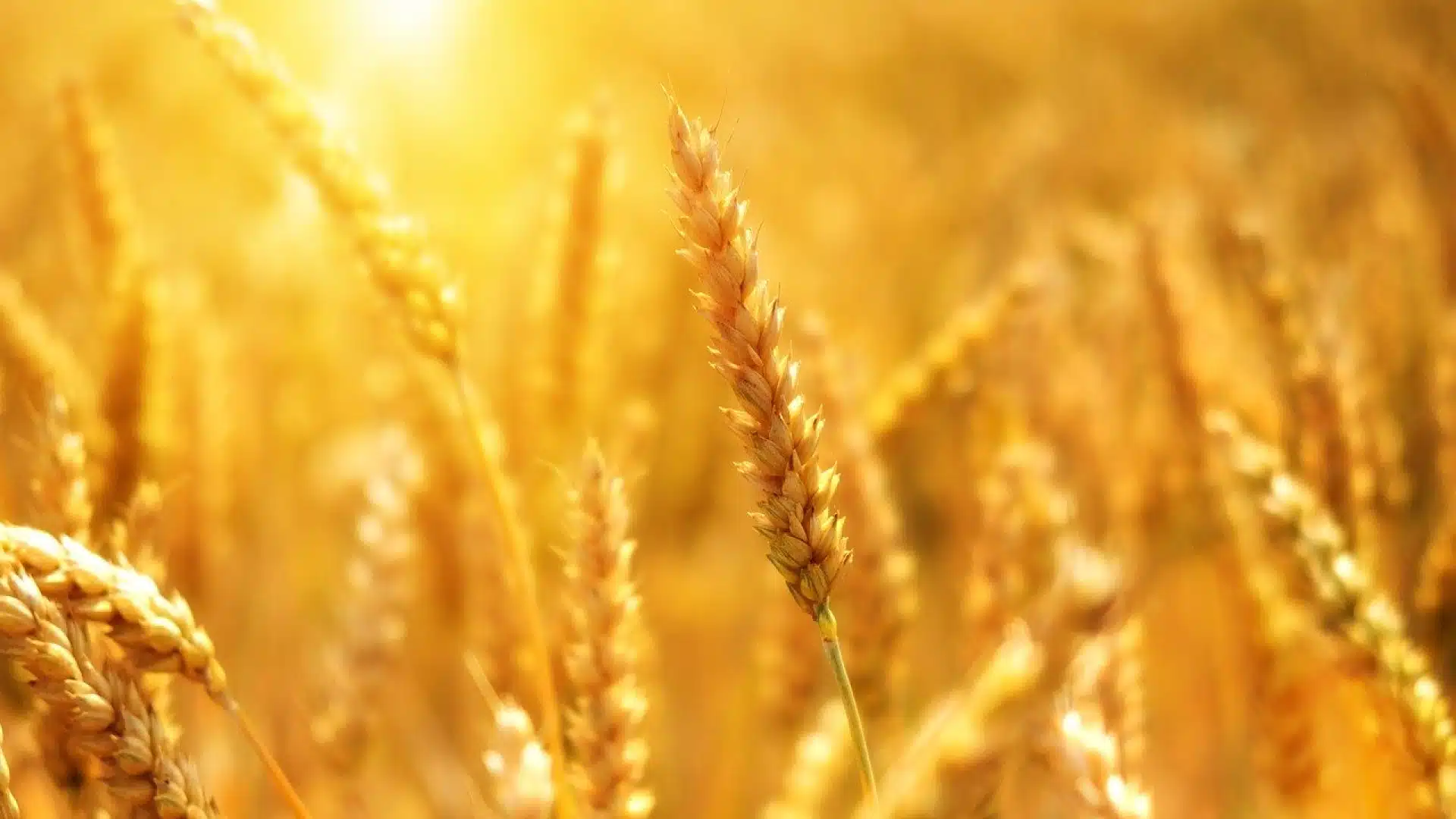 Analyse des prix et tendances du blé tendre : suivez l'évolution du marché des grandes cultures